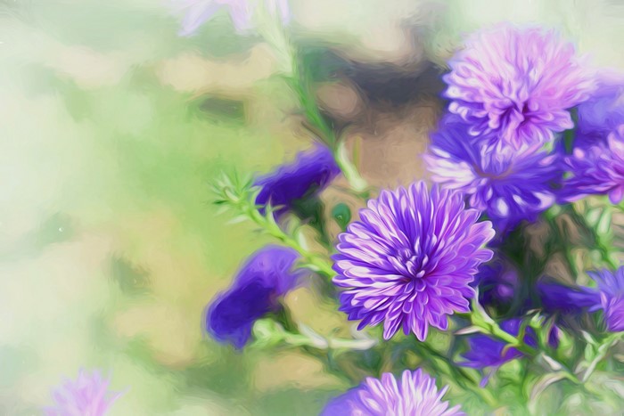 Purple Asters in an Oil Painting Style