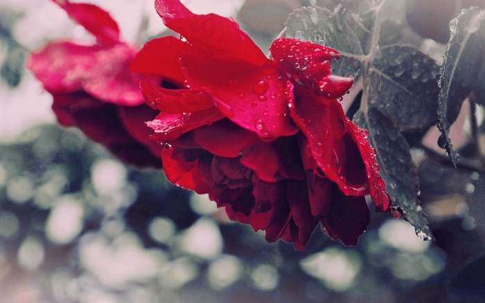 Red rose with water droplets