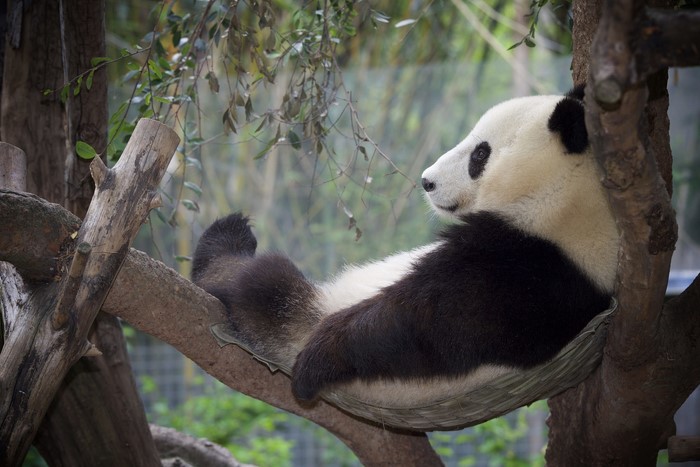 Panda relaxing in a tree at the zoo