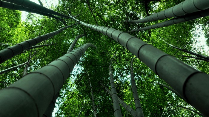 Looking up through a bamboo forest