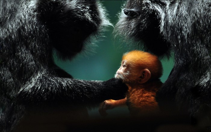 Baby Monkey with Adult Monkeys