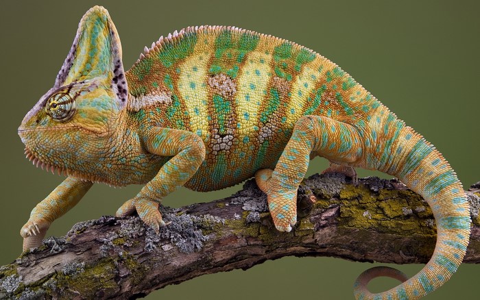 Veiled Chameleon on a Branch