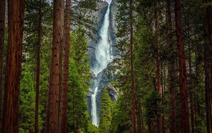 Waterfall in Yosemite National Park surrounded by trees