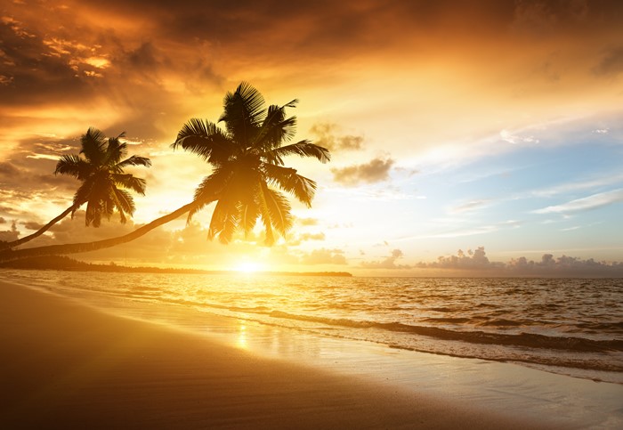 Palm trees on a beach at sunset over the ocean