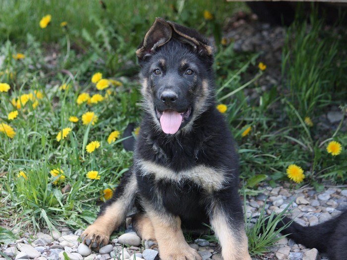 German Shepherd puppy sitting in grass with dandelions
