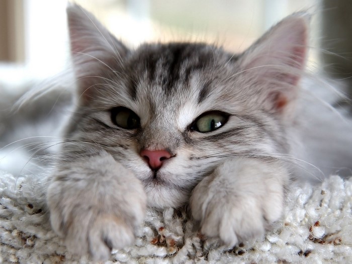 Close-up of a fluffy silver tabby kitten