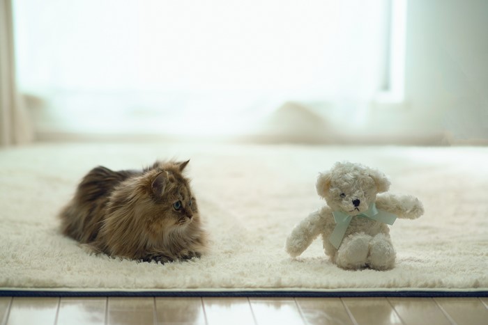 Cat and Teddy Bear on a Rug
