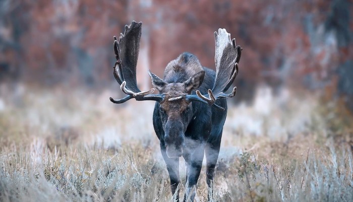 Moose with large antlers in a field