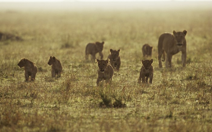 Lion cubs running across a grassy savanna