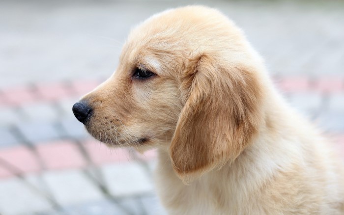Golden Retriever puppy profile