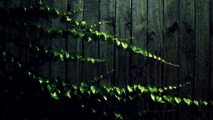 Green ivy vines on a dark wooden fence