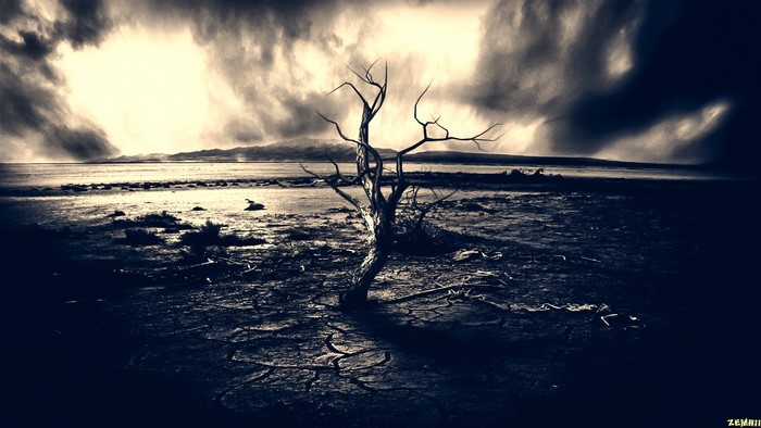 Lonely dead tree in a barren landscape