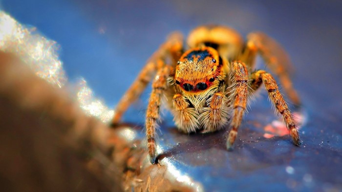 Jumping Spider on a blue surface
