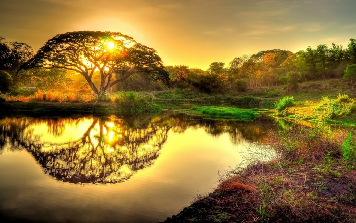 Sunrise over a tranquil lake with a large tree and reflection