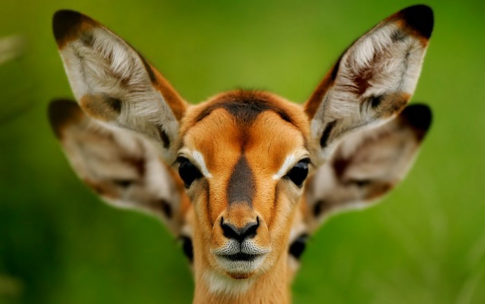 Close-up of an Impala's face with large ears