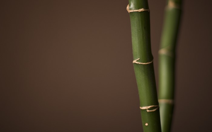 Bamboo stalks