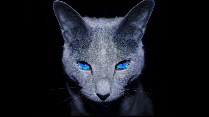 Close-up of a Russian Blue cat with bright blue eyes