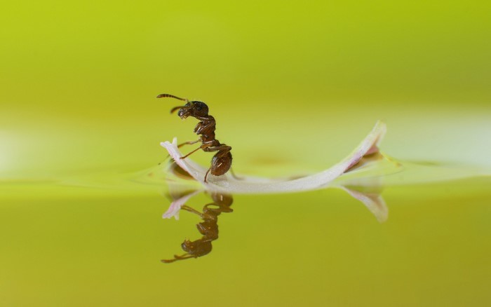 Ant on a petal floating on water