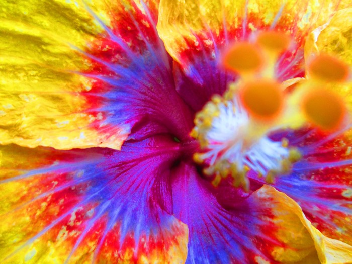 Close-up of a colorful hibiscus flower