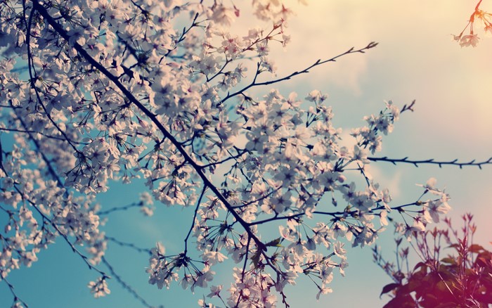 Cherry Blossoms Blooming Against a Cloudy Sky