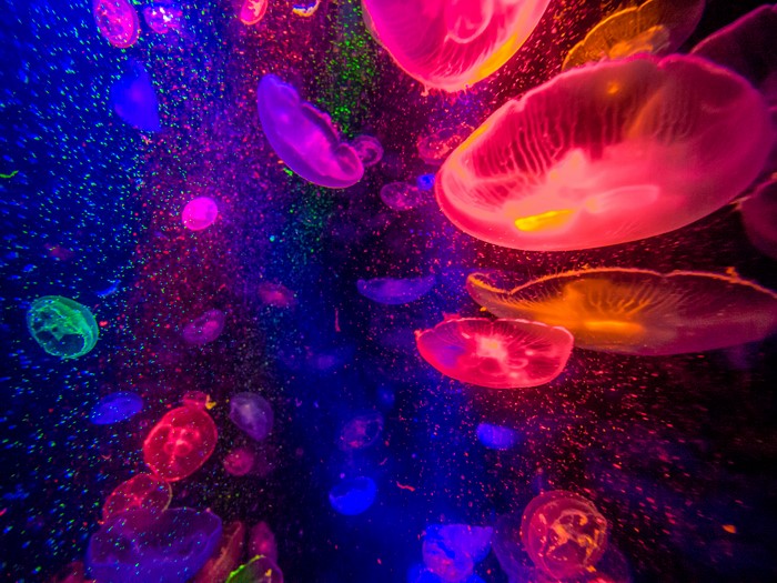 Jellyfish in Neon Lights
