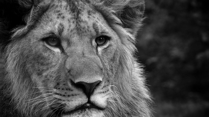 Close-up of a Lion's Face