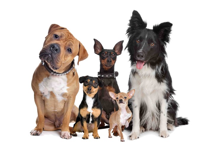 Group of dogs including Border Collie, Chihuahua, and Pitbull