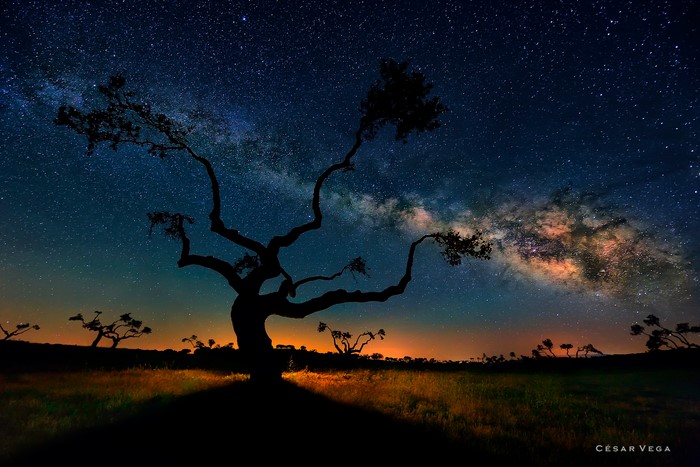 Silhouette of a tree against the Milky Way at night