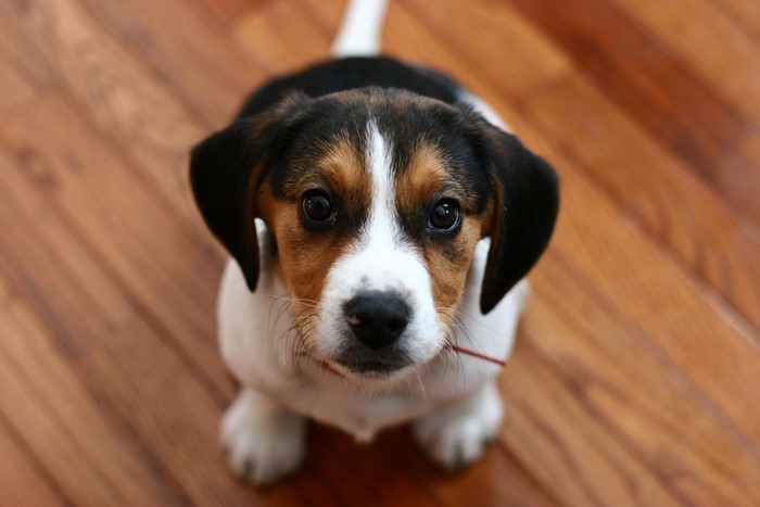 Adorable Beagle Puppy Sitting on Wooden Floor
