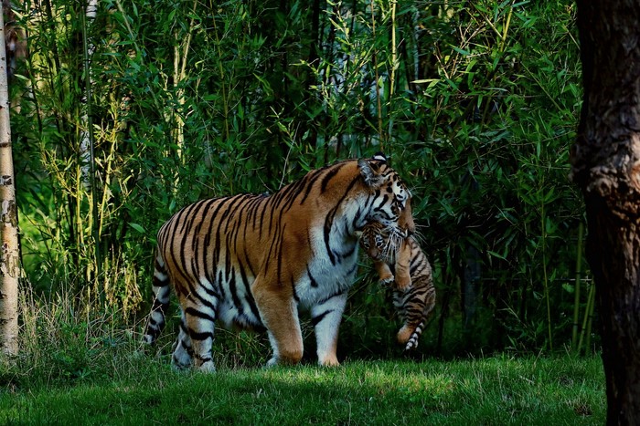 Tiger carrying cub through bamboo forest