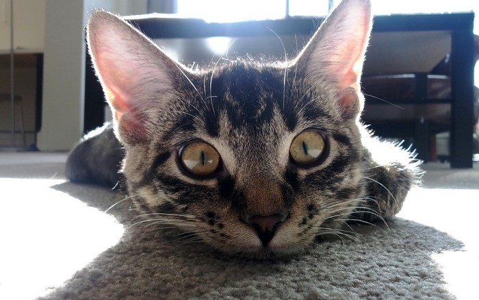 Close-up of a tabby cat lying on carpet