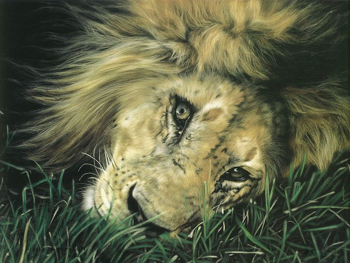 Lion resting in tall green grass