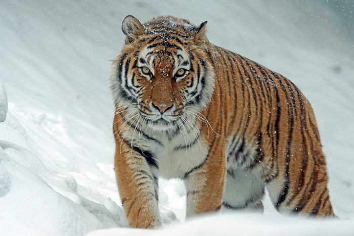 Tiger walking in the snow
