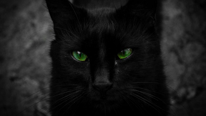 Black cat with striking green eyes