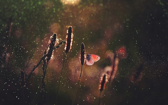 Butterfly on a plant with bokeh