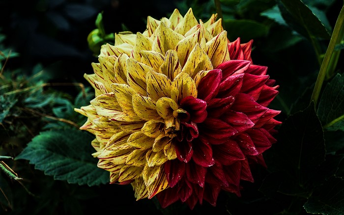 Close-up of a bicolor Dahlia flower