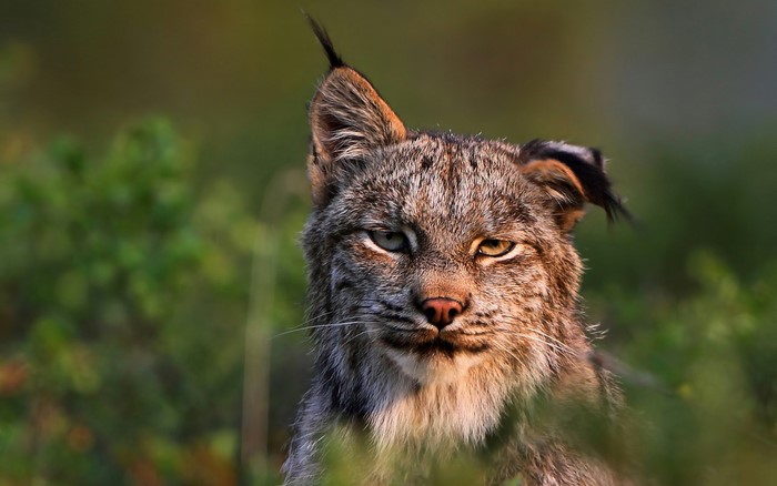 Lynx predator in green foliage