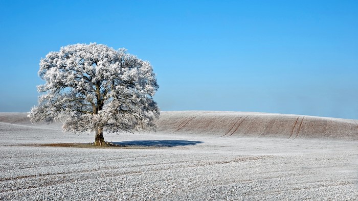 Frosted tree in a snowy field under a blue sky