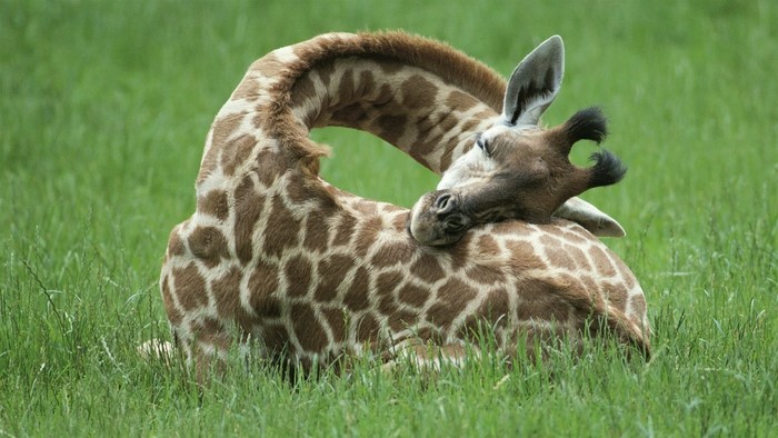 Giraffe resting in green grass