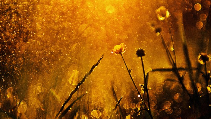 Golden light on flowers and grass