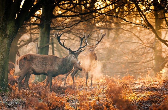 Two deer in a forest during autumn