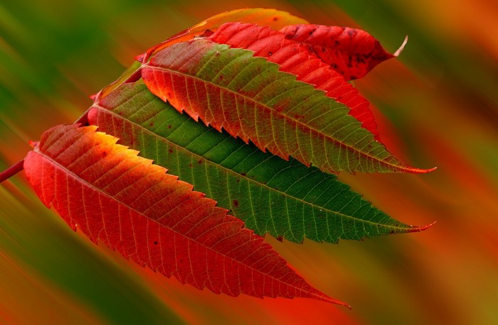 Autumn leaves transitioning from green to red