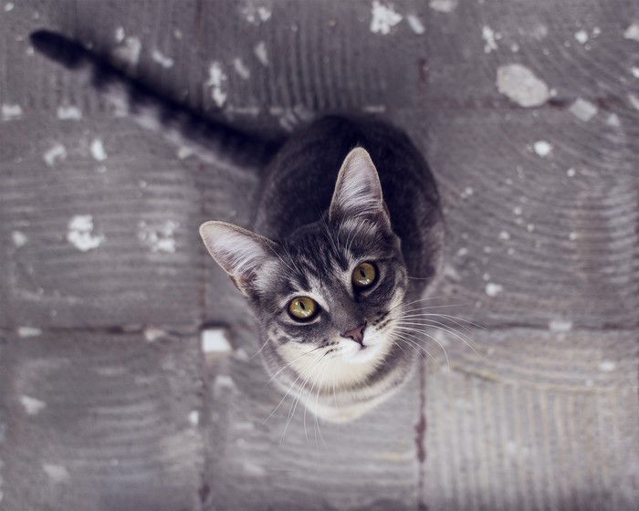A tabby cat looking up
