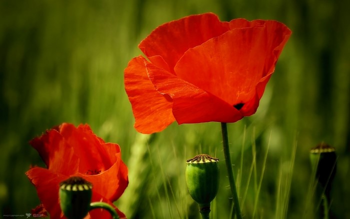 Red Poppies in a Field