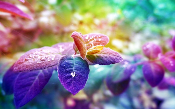 Close-up of colorful leaves with water droplets