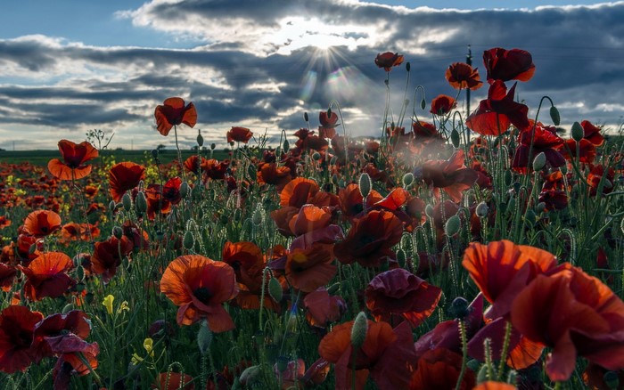 Field of red poppies under a cloudy sky