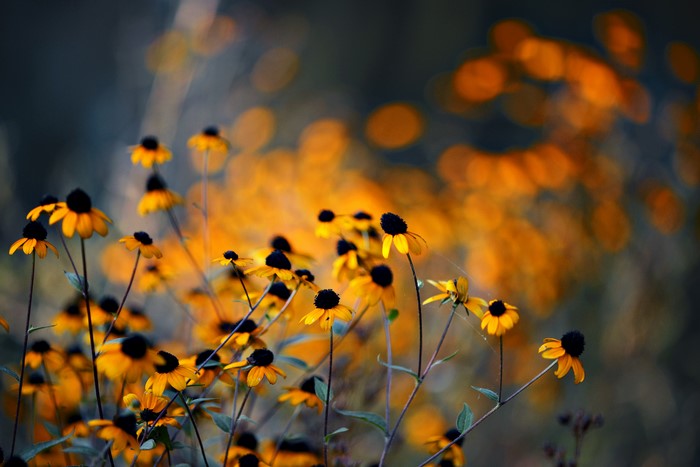 Black-eyed Susans in soft focus