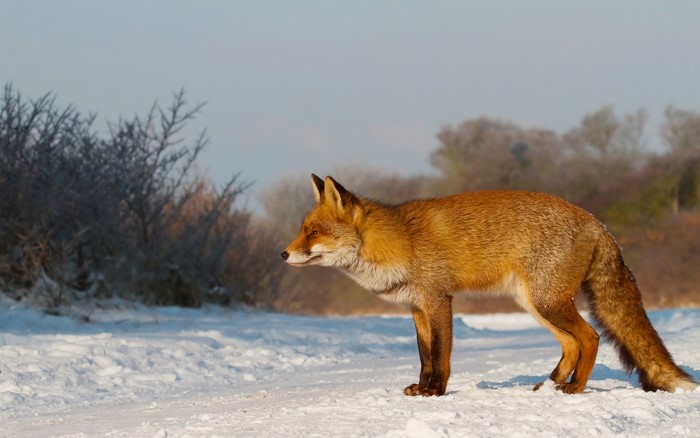 Red Fox in a Snowy Landscape