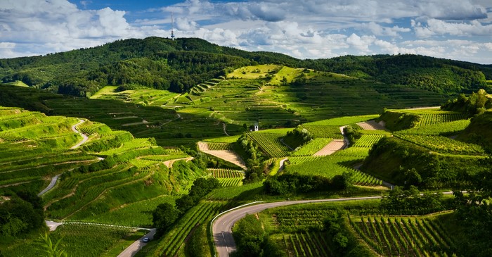 Terraced vineyards on rolling hills with a distant tower
