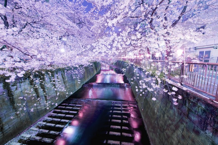 Cherry blossoms over a canal at night